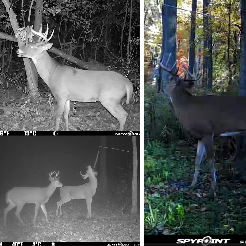 BuckVine w/ 3 Pack of Glands