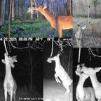 BUCK ROPE