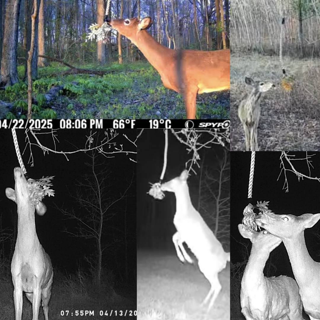 BUCK ROPE