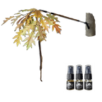 BuckBranch w/ 3 pack of Glands