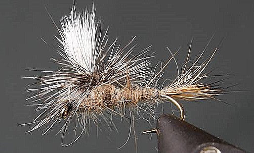 Parachute Hare's Ear