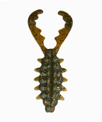 Bio Craw