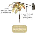 BuckBranch w/ 3 pack of Glands