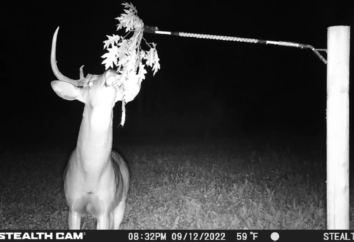 BuckBranch w/ 3 pack of Glands