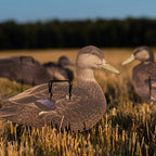 Econo Black Ducks