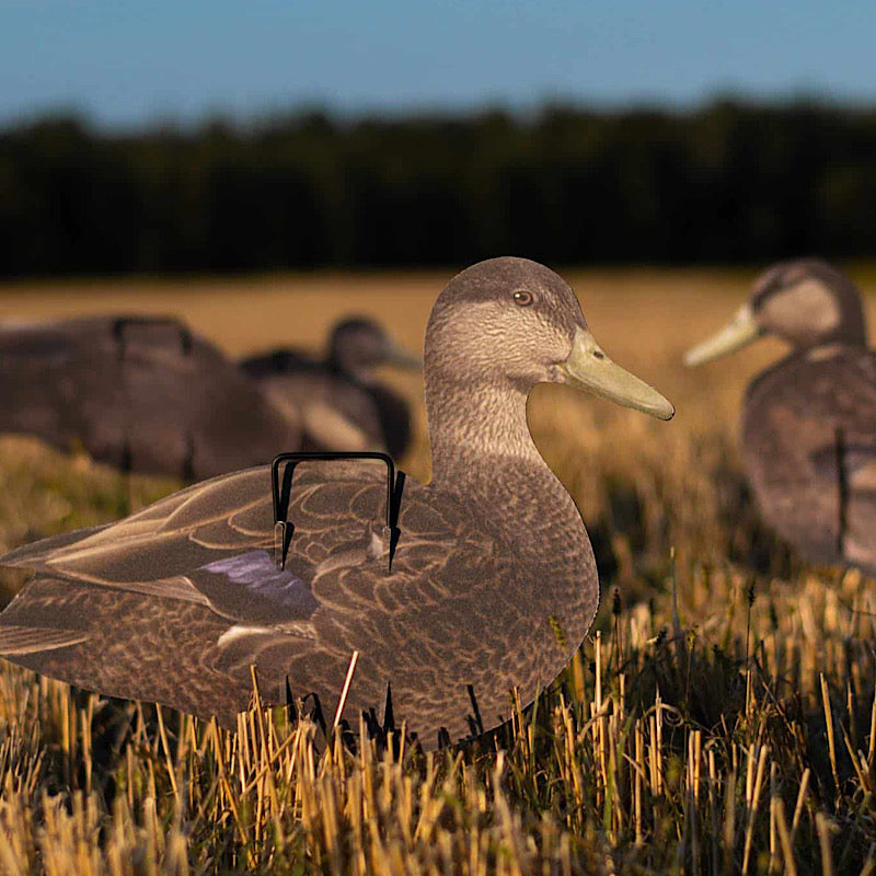 Econo Black Ducks