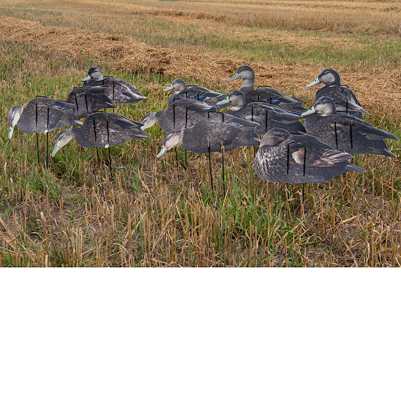 Econo Black Ducks