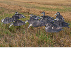 Econo Black Ducks