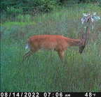 BuckStik w/ 3 pack of Glands