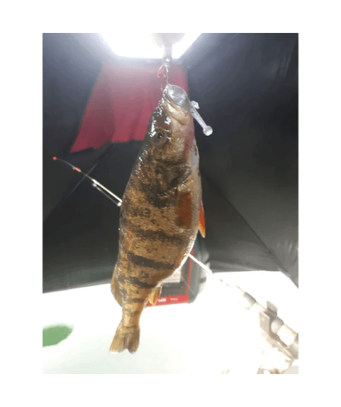 The Tadler