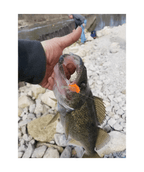 The Tadler