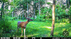 BuckVine w/ 3 Pack of Glands