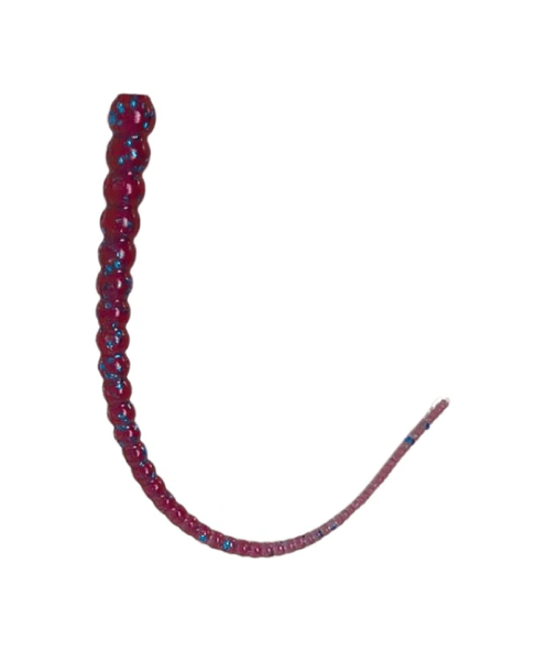 Whip Worm